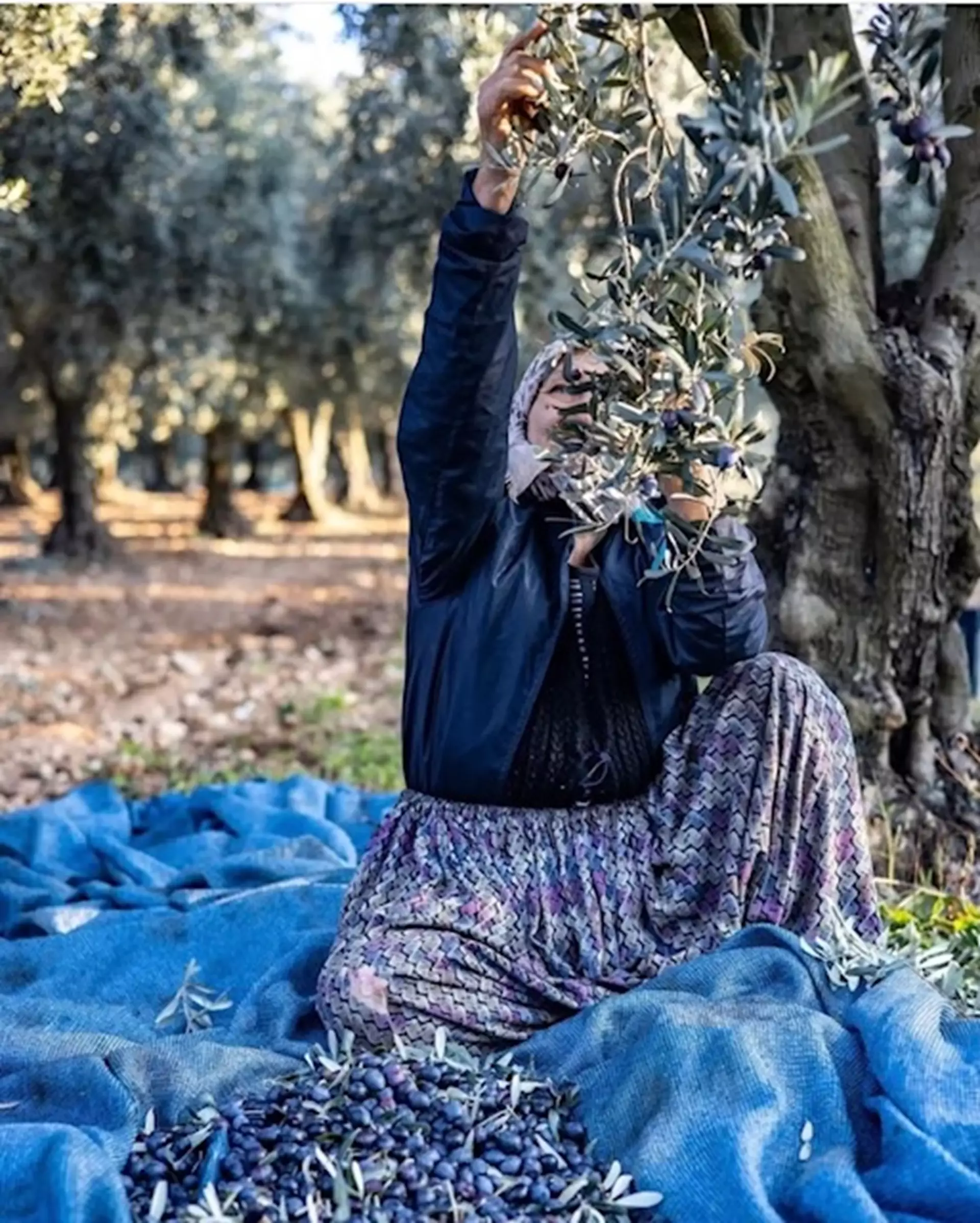 Zeytinin Dünya ve Türkiyedeki Yeri